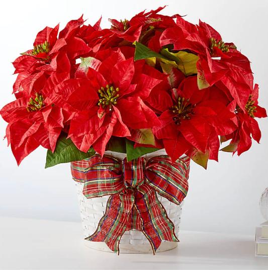 RED POINSETTIA